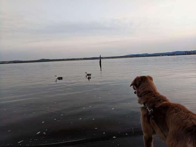 Dog Park Wintler Community Park Vancouver