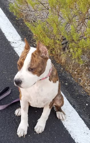 Dog trainer 29K9 Dog Training & Behavior Modification Indio