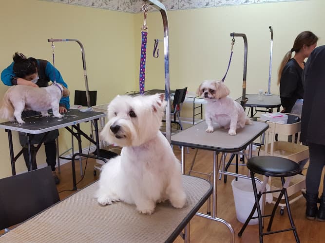 Dog trainer 4 Dogs Inc Torrance