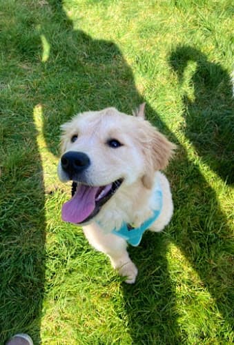 Dog trainer 7 Cedars Dog Training Everett