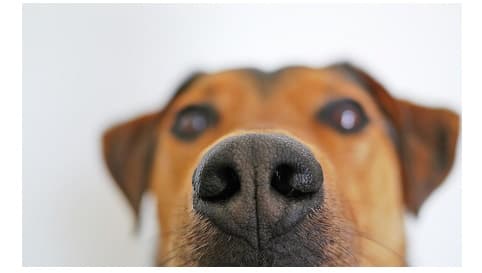 Dog trainer A Better Dog Trainer Richmond