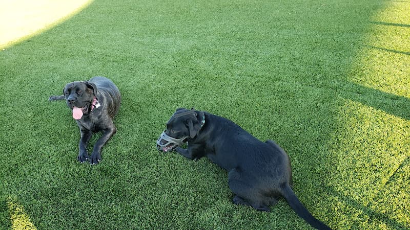 Dog trainer A Breed Apart Dog Training Corona