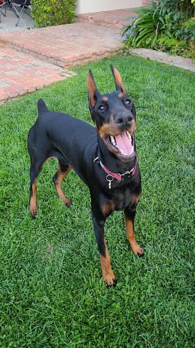 Dog trainer A Paw Above Dog Training Santa Clarita