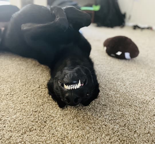 Dog trainer Absolute K-9 San Diego