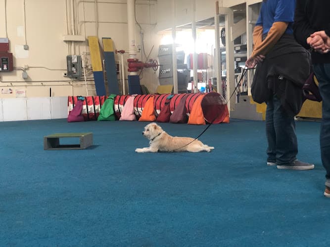 Dog trainer Ace Dog Sports San Francisco