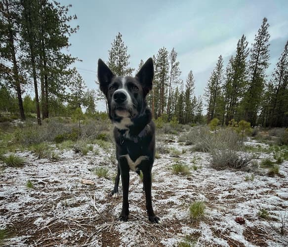 Dog trainer Advanced Canine Systems Thousand Oaks