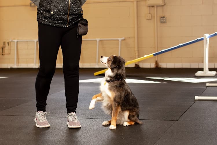 Dog trainer All About Dogs Training Center Roseville