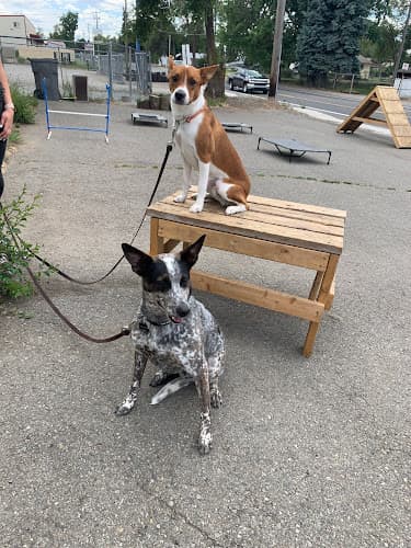 Dog trainer Alpha K9 WA Spokane