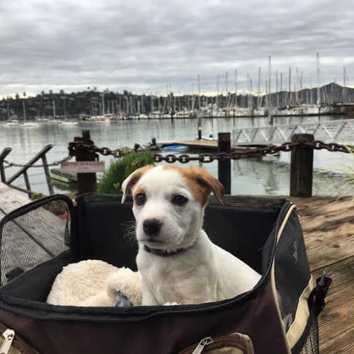 Dog trainer Angela Gardner Dog Training and Service Dog Coach Richmond