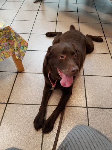 Dog trainer Animal Hospital of Huntington Beach Huntington Beach