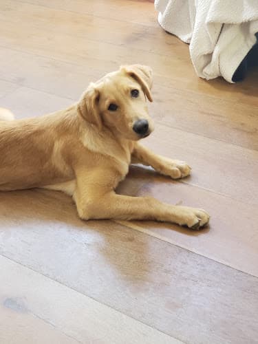 Dog trainer ANIMAL RESCUE RESOURCE FOUNDATION - ARRF DOES NOT HAVE A PHYSICAL SHELTER Carlsbad