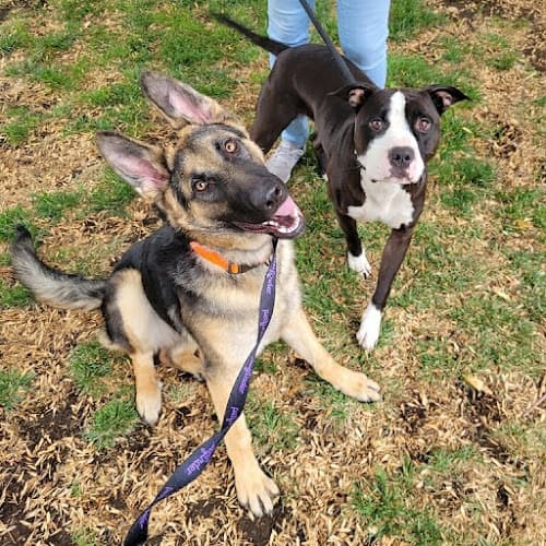 Dog trainer Antioch Animal Services Antioch