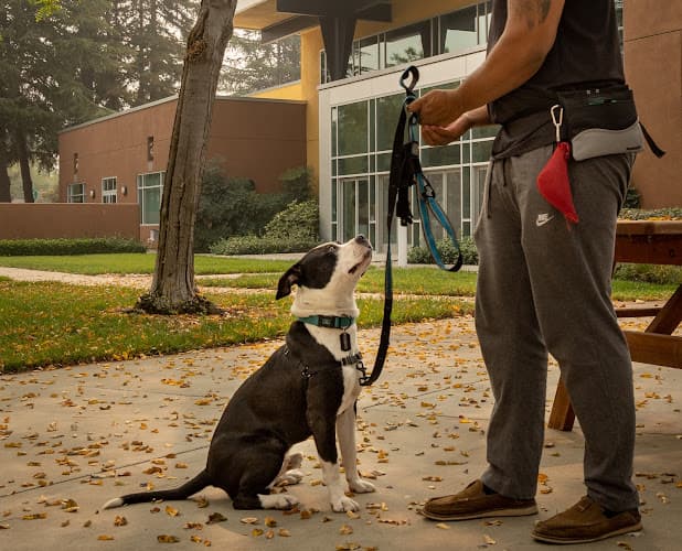 Dog trainer ARF Training Concord