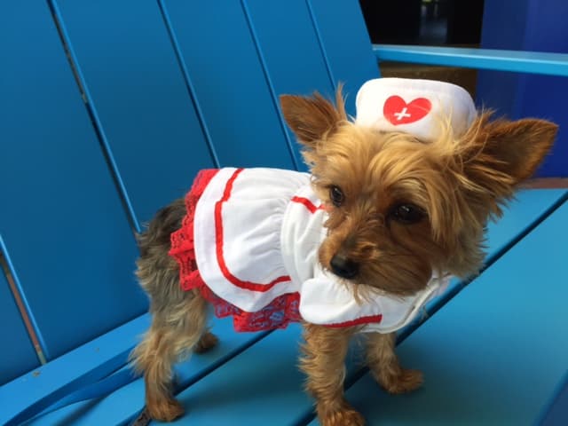 Dog trainer Aspire Dog Trainig Center Indio