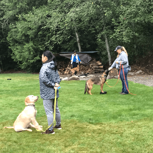 Dog trainer Audax K9 Academy Kent