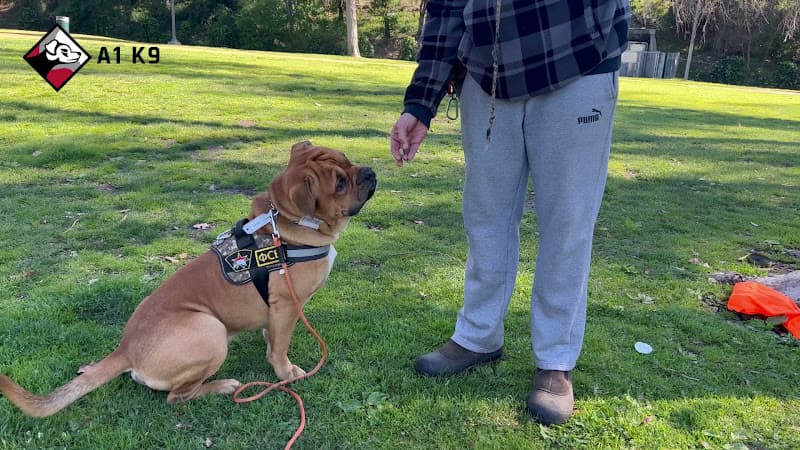 Dog trainer Avid K9 Training Burbank