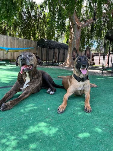 Dog trainer Back to Balance Canine San Jose