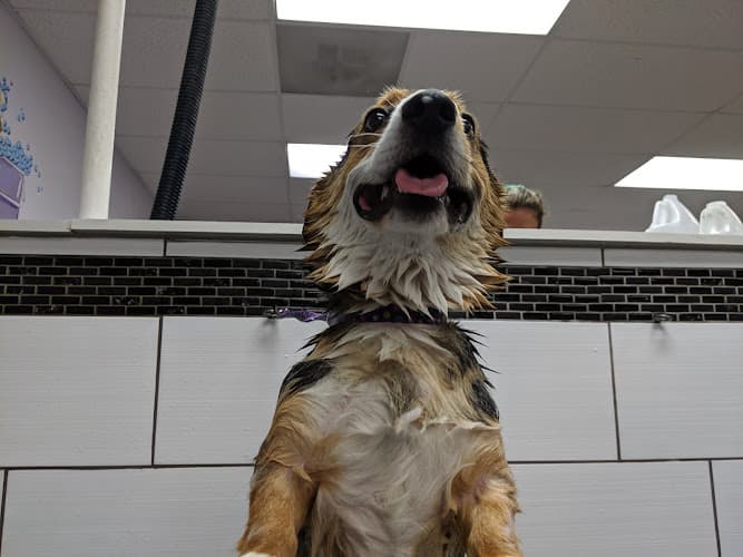 Dog trainer Bailey's Neighborhood Pet Bellingham