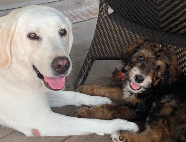 Dog trainer Balanced Dogs Los Angeles