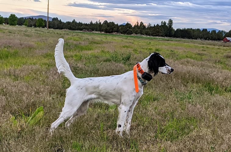 Dog trainer Bar-Lee Setters Bend
