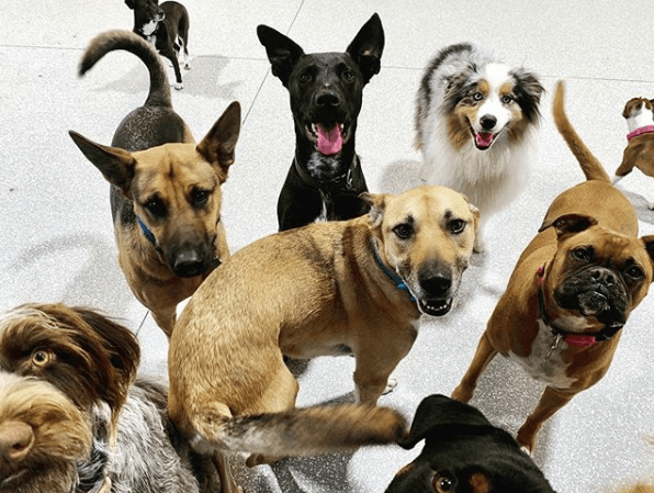 Dog trainer bark! bark! Daycare and Grooming Long Beach