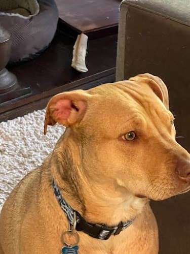 Dog trainer Bark & Birch Santa Monica