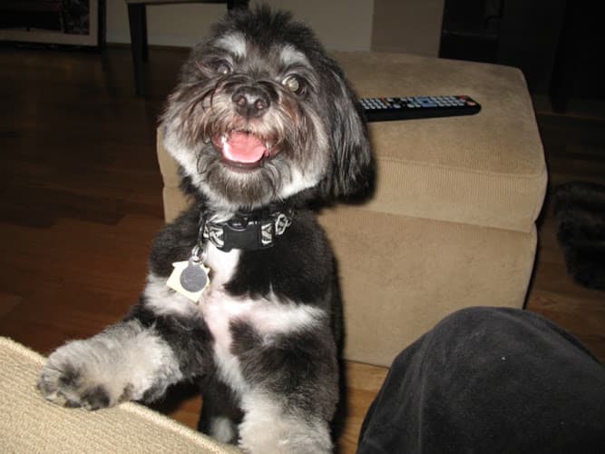 Dog trainer Bark To Basics Daly City