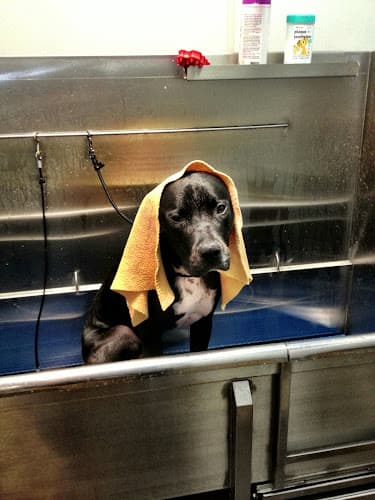 Dog trainer Bark Williams Santa Monica