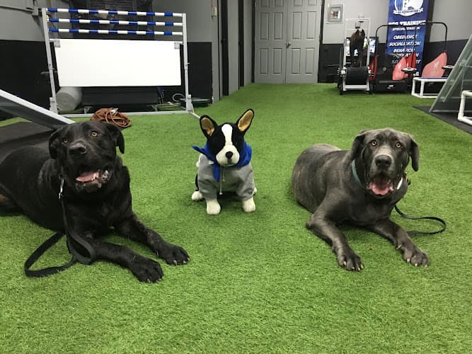 Dog trainer Bay Area K9 Association LLC. San Jose