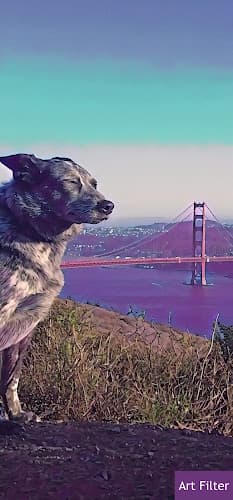 Dog trainer Bay K9 San Francisco