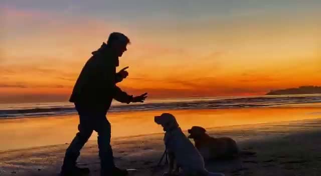 Dog trainer Bay K9 Training San Francisco