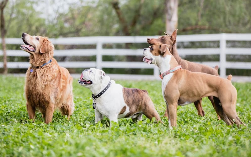 Dog trainer Beckman's Dog Training San Diego