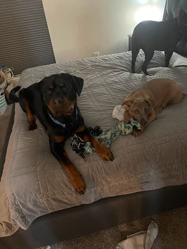 Dog trainer Bella Fogal Rottweilers Spokane