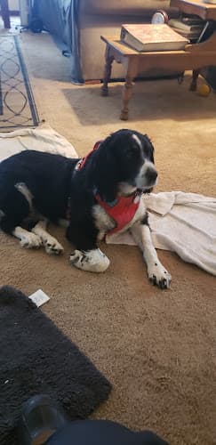 Dog trainer Bend Pet Express Bend