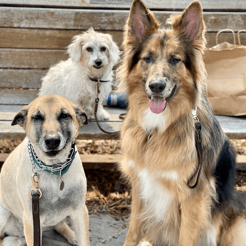 Dog trainer Best Paw Forward Indio