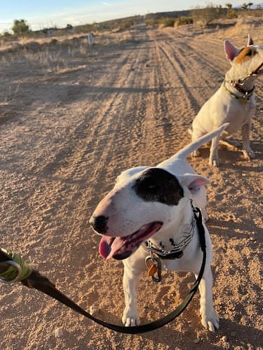 Dog trainer Blue Barn Ranch Indio