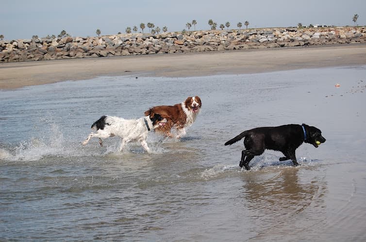 Dog trainer Blue Leash Dog Training San Diego