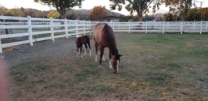 Dog trainer Bob Stern Training Stables Riverside