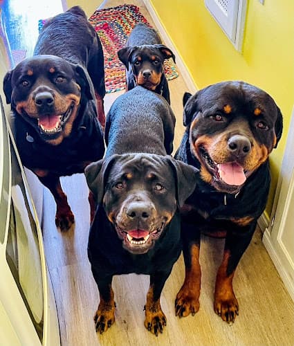 Dog trainer Bob's Dogs Torrance