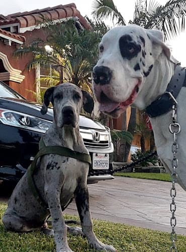 Dog trainer Boone's Feed Compton