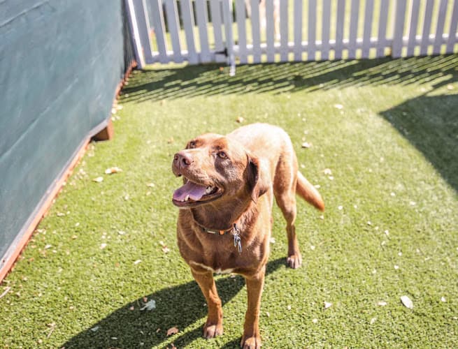 Dog trainer BratPak Dog Kamp Livermore