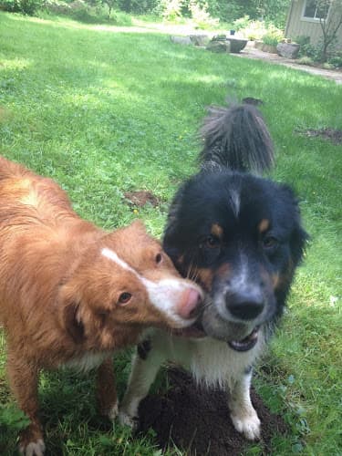 Dog trainer Break Time Pet Care LLC Vancouver