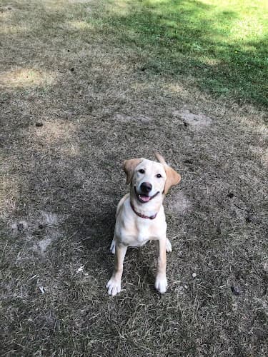 Dog trainer Brigadoon Service Dogs Bellingham
