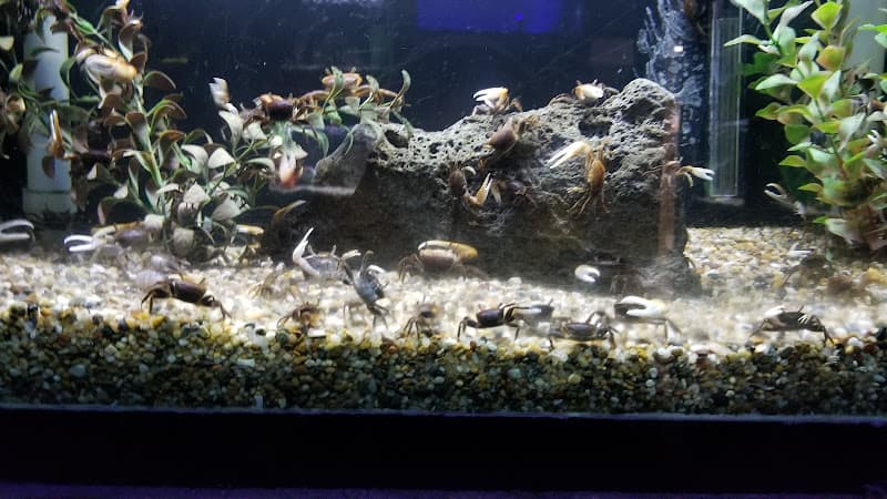 Dog trainer Caesar's Tropical Fish Factory Santa Rosa