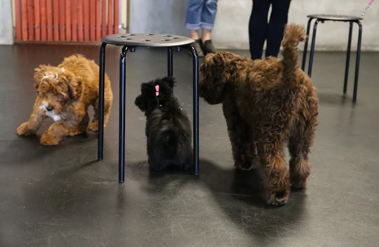 Dog trainer California Canine Dog Training Antioch