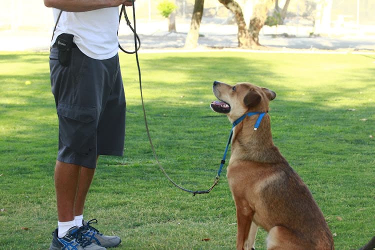 Dog trainer California Dog Training Corona