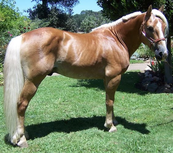 Dog trainer California Haflingers Redding