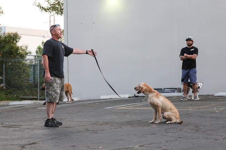 Dog trainer California Search K9 Training Academy Simi Valley
