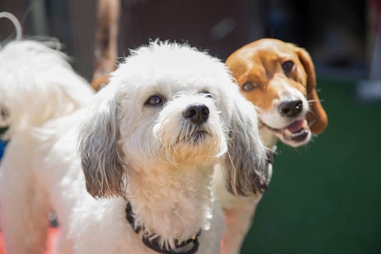 Dog trainer Camp Bow Wow El Cajon