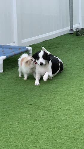 Dog trainer Camp Run-A-Mutt LAX Inglewood